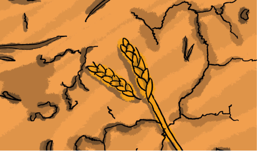bits of wheat on dry soil